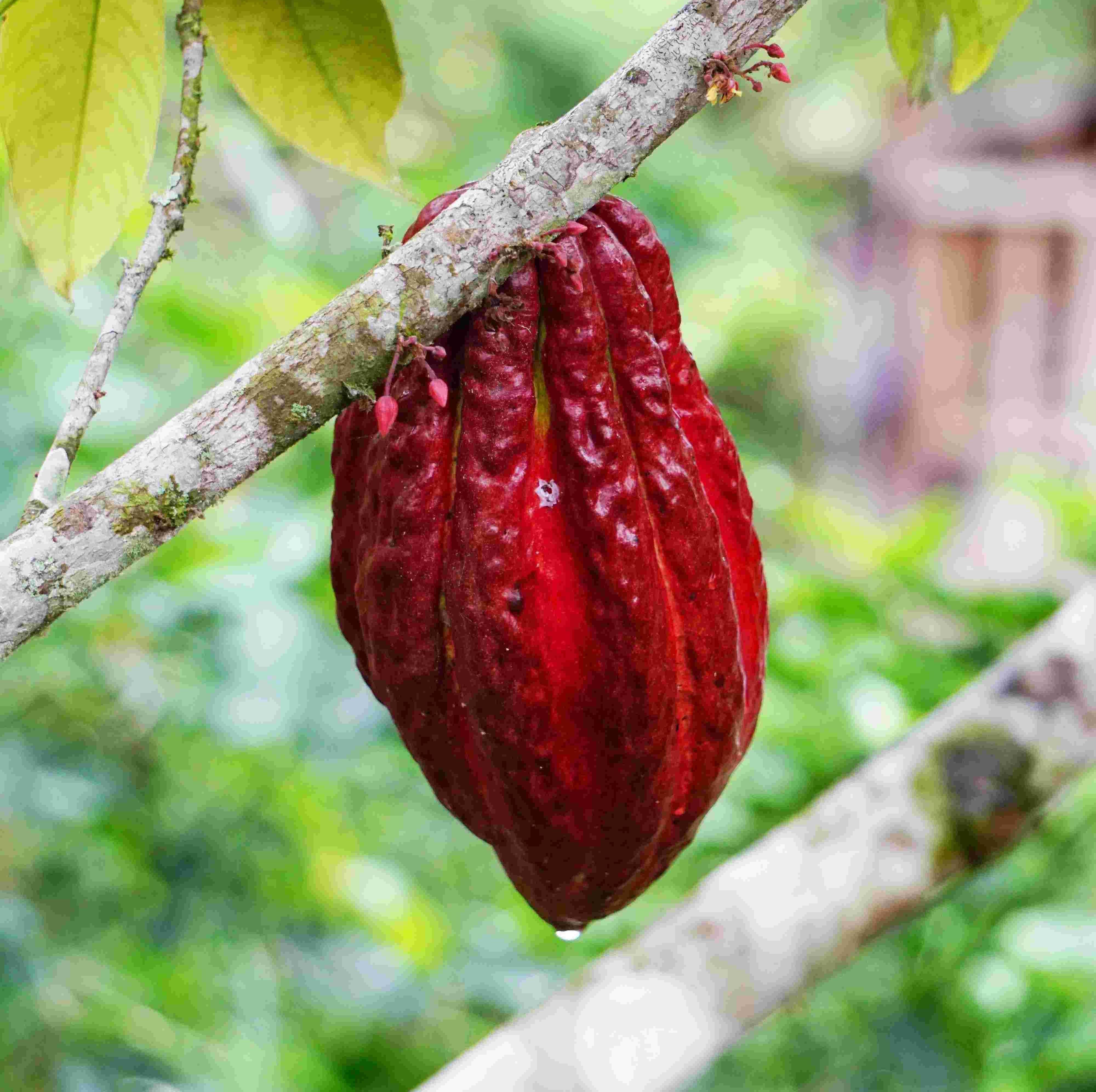 atelier-sable-mechelen-vegan-glutenvrij-cacaopod