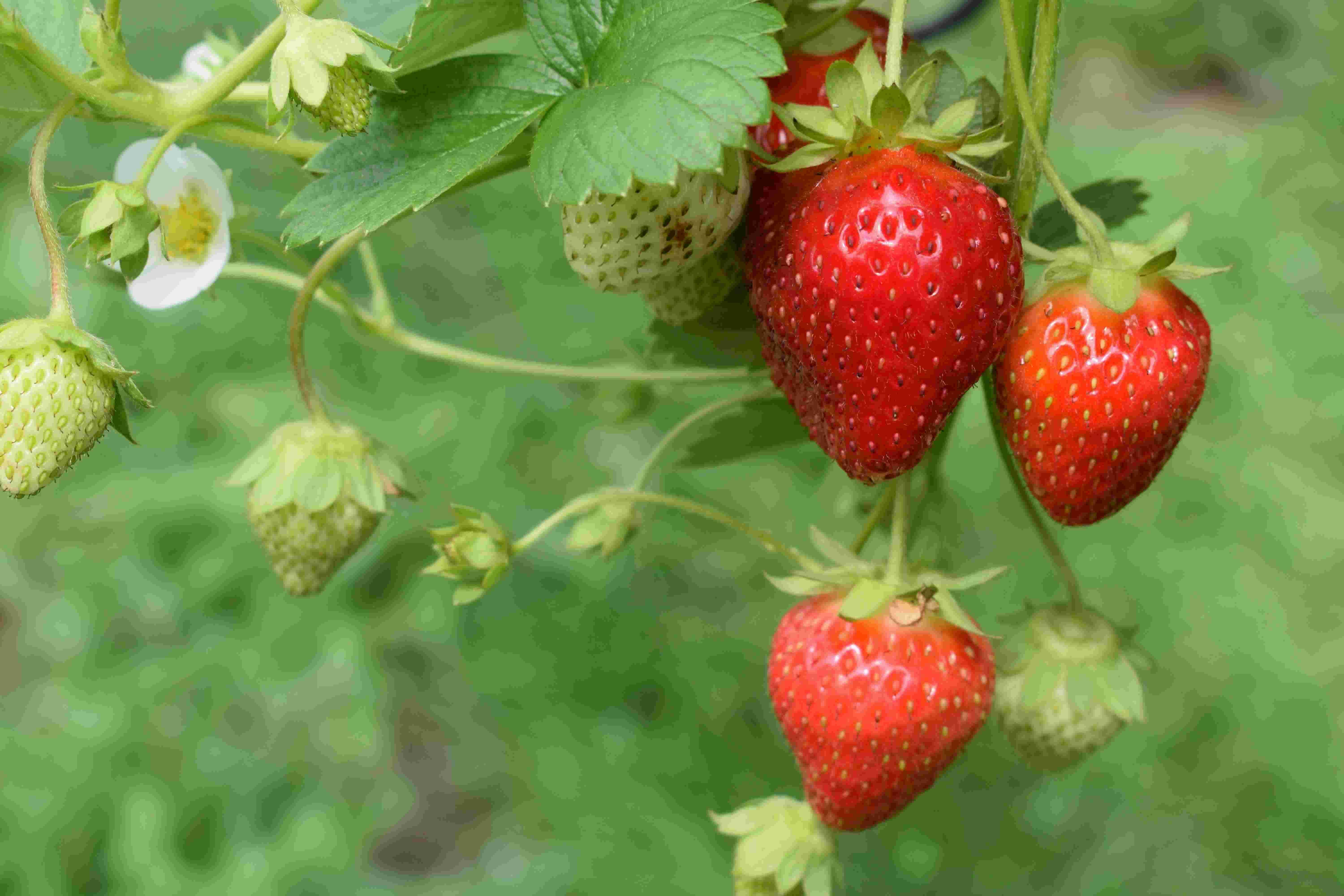 atelier-sable-mechelen-vegan-glutenvrij-taart--aardbeien atelier-sable-mechelen-vegan-glutenvrij-taart--aardbeien