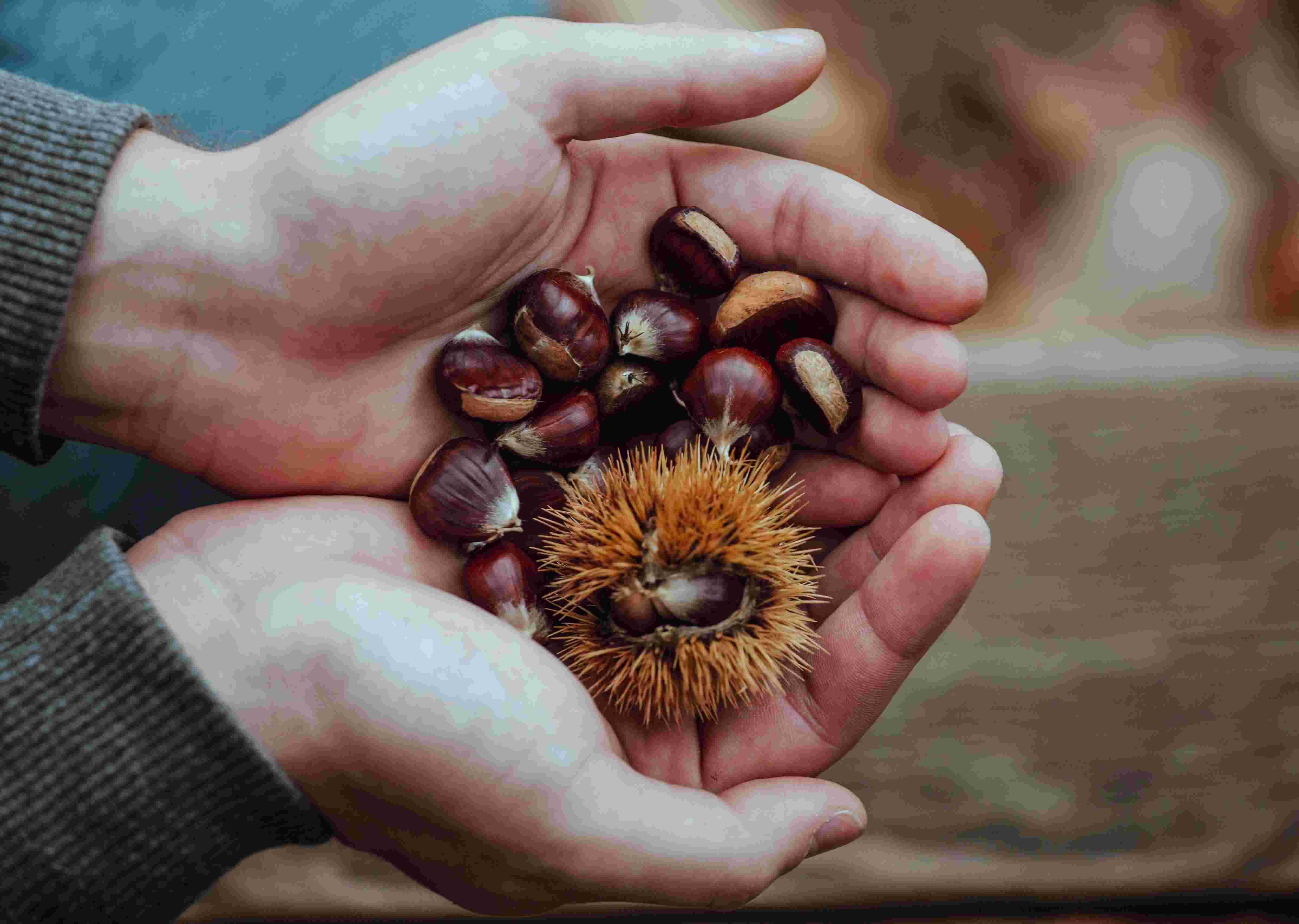 atelier-sable-mechelen-vegan-glutenvrij-taart--kastanjes-3